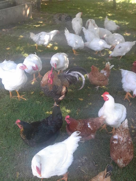 Tourist Farm Pri Martinovih Krška Vas