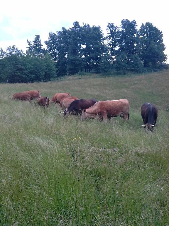 Tourist Farm Pri Martinovih Séjour à la ferme *