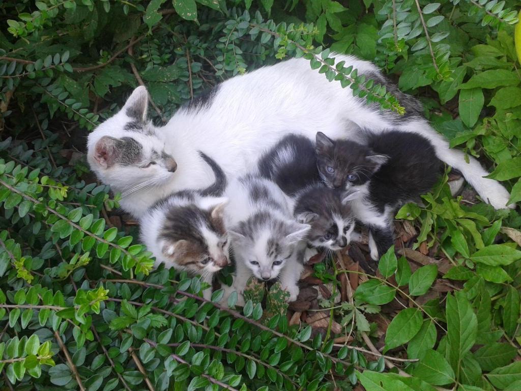 Séjour à la ferme Tourist Farm Pri Martinovih Krška Vas